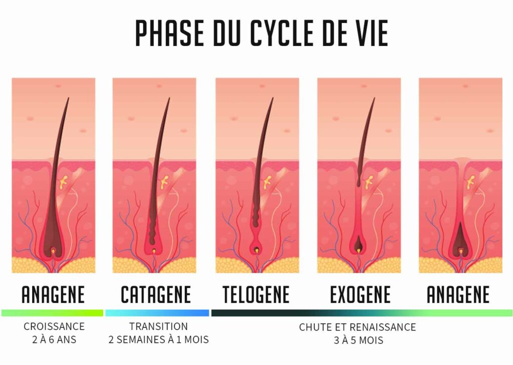 cycle_de_vie_perte_de_cheveux
